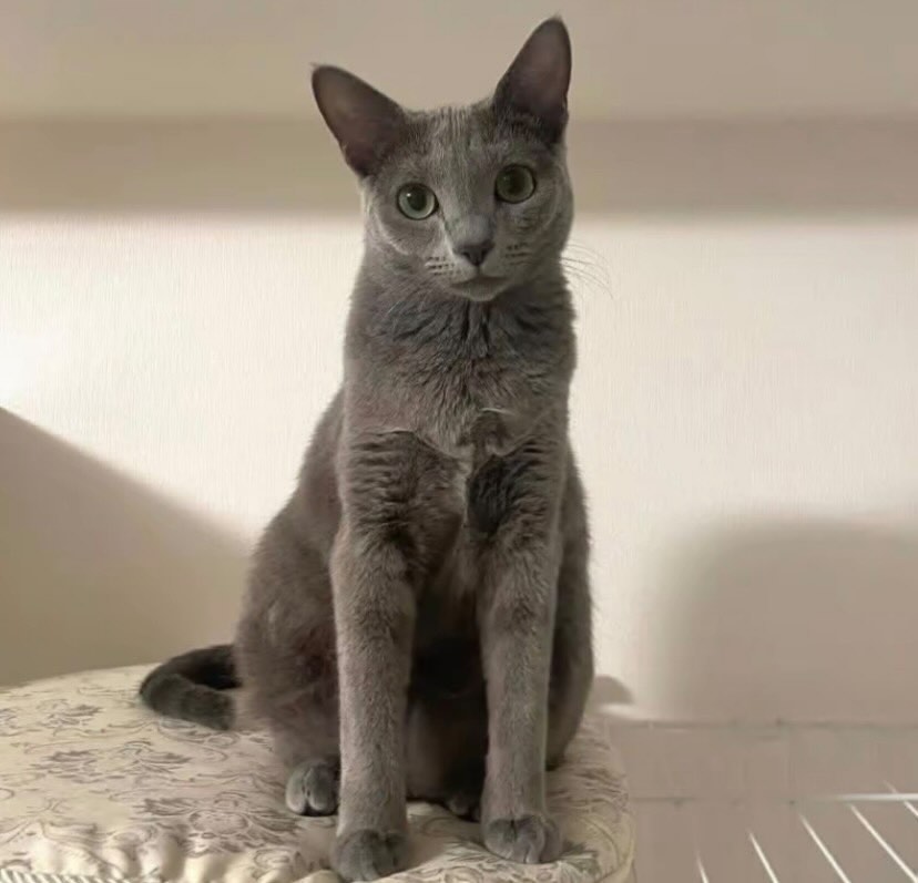 Adult Russian Blue queen sitting upright