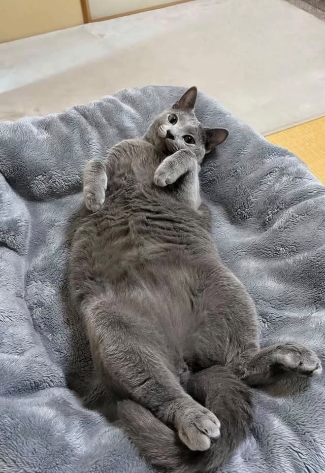 Russian Blue lying contentedly on its back