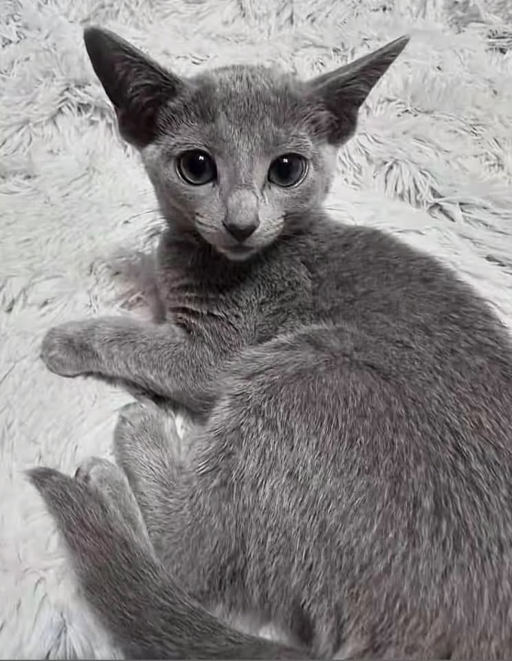 Russian Blue kitten curled on a white blanket