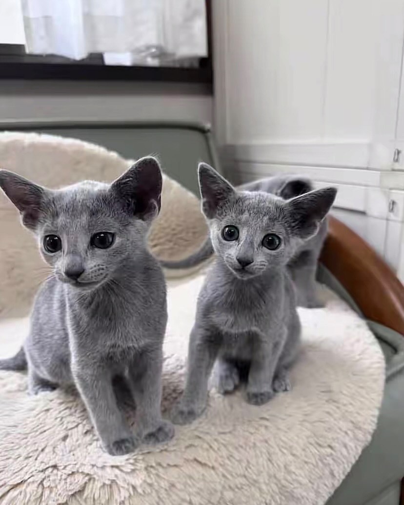 Two Russian Blue kittens sitting together on a cream chair