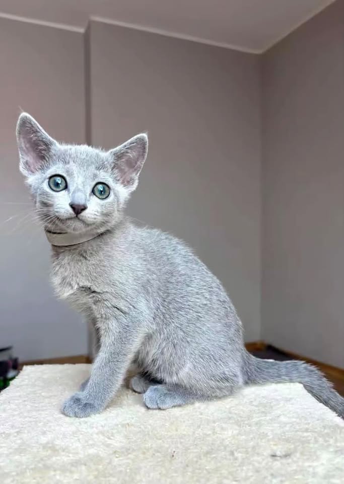 Silver Russian Blue kitten sitting on a white carpet