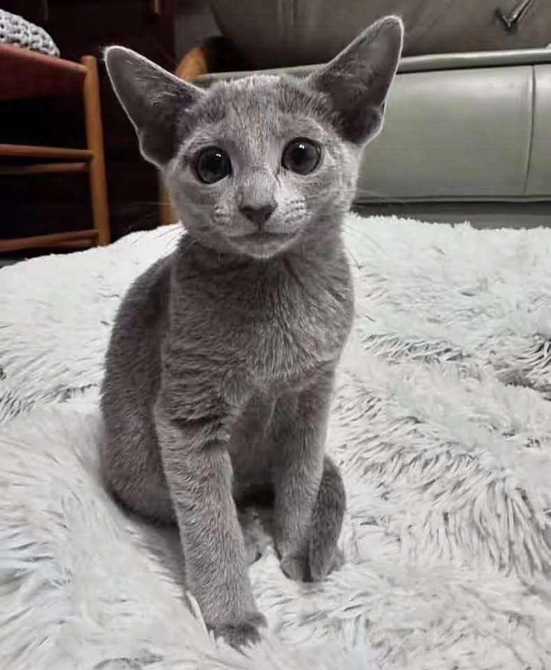 Russian Blue kitten with large ears on a white blanket