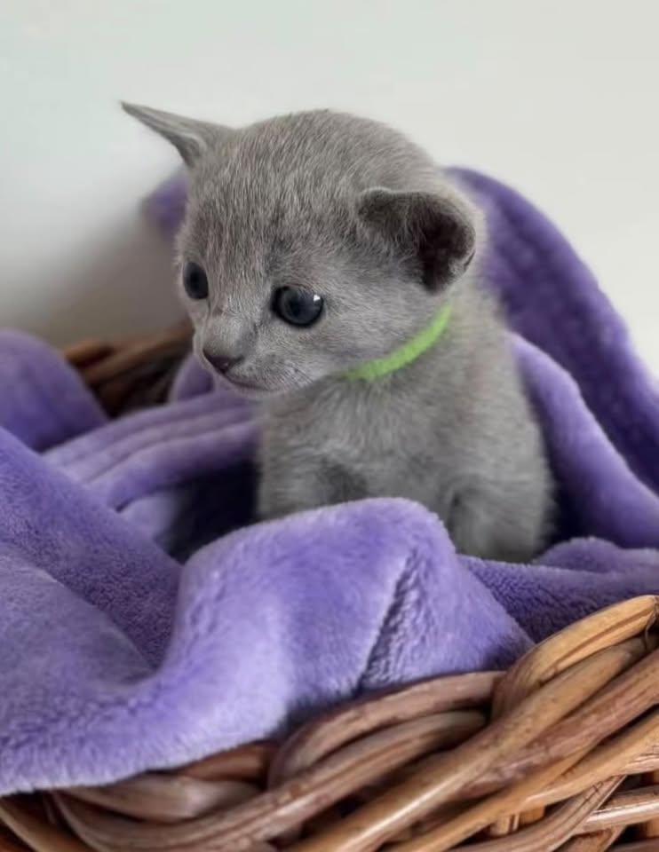 Newborn Russian Blue kitten wrapped in a purple blanket