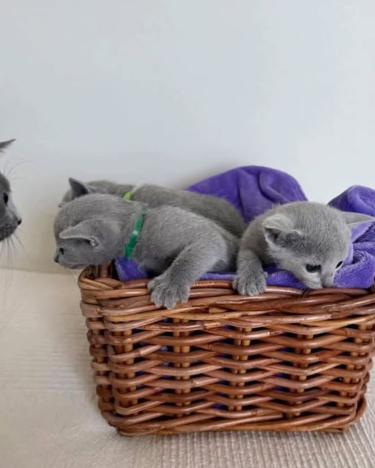 Three Russian Blue kittens asleep in a basket