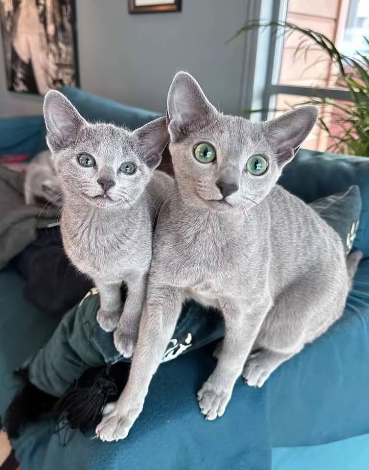 Two Russian Blue kittens sitting together on a sofa