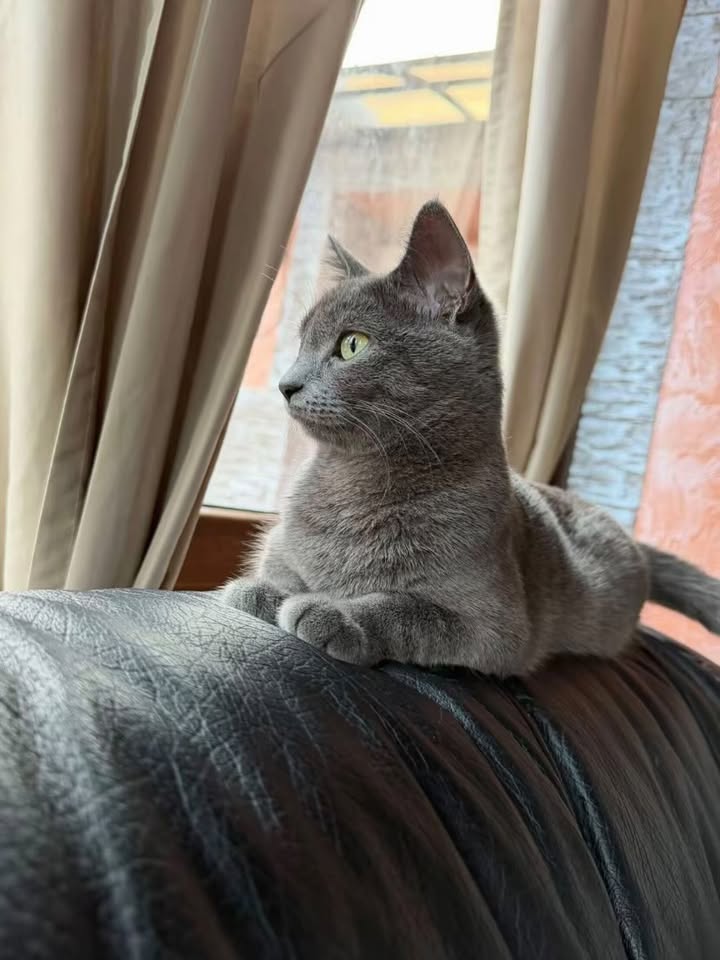 Adult Russian Blue resting on a sofa by the window